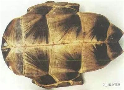 塔罗牌入门必知：15个核心概念详解